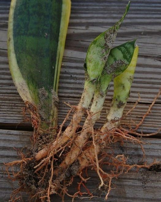 کود مخصوص ضد پوسیدگی ریشه صنایع کود مارال 