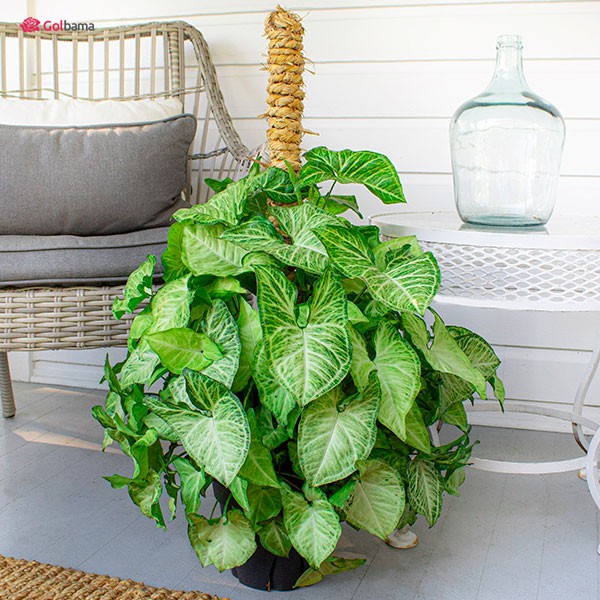 کود مخصوص گل های آپارتمانی صنایع کود مارال 