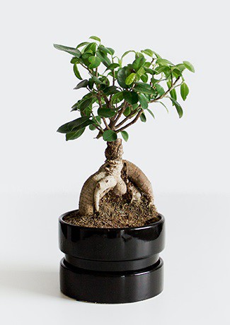 کود مخصوص بن سای صنایع کود مارال