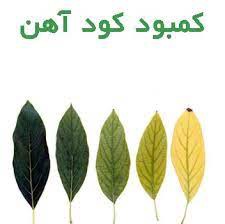 کود آهن غنی شده صنایع کود مارال 