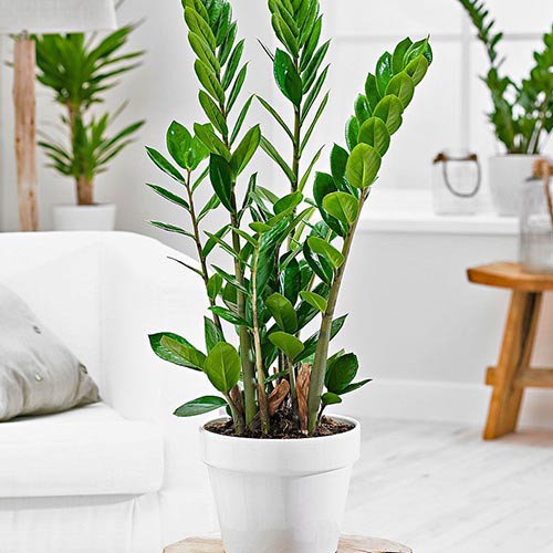 کود مخصوص زاموفیلیا صنایع کود مارال 