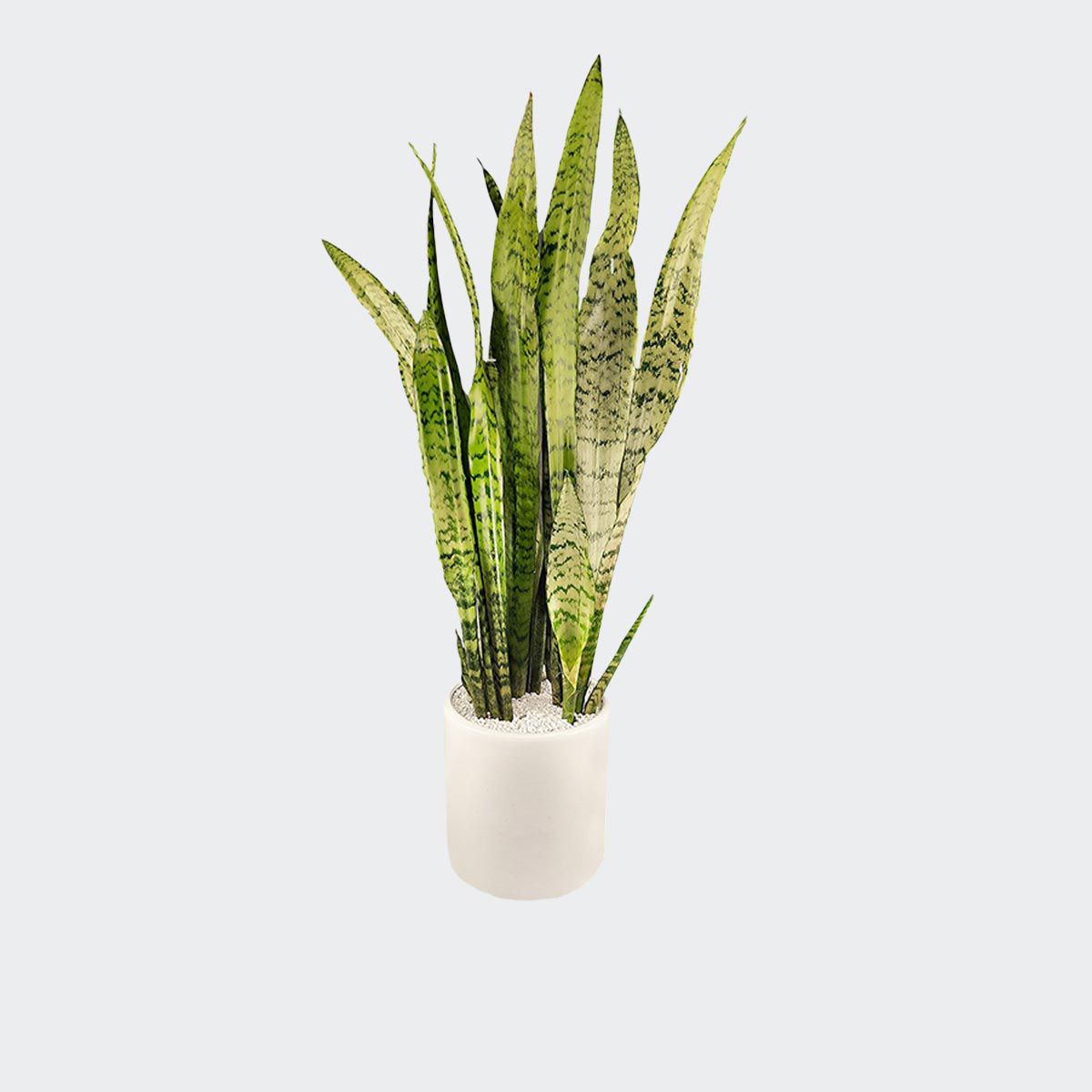 فروش خاک سانسوریا صنایع کود مارال