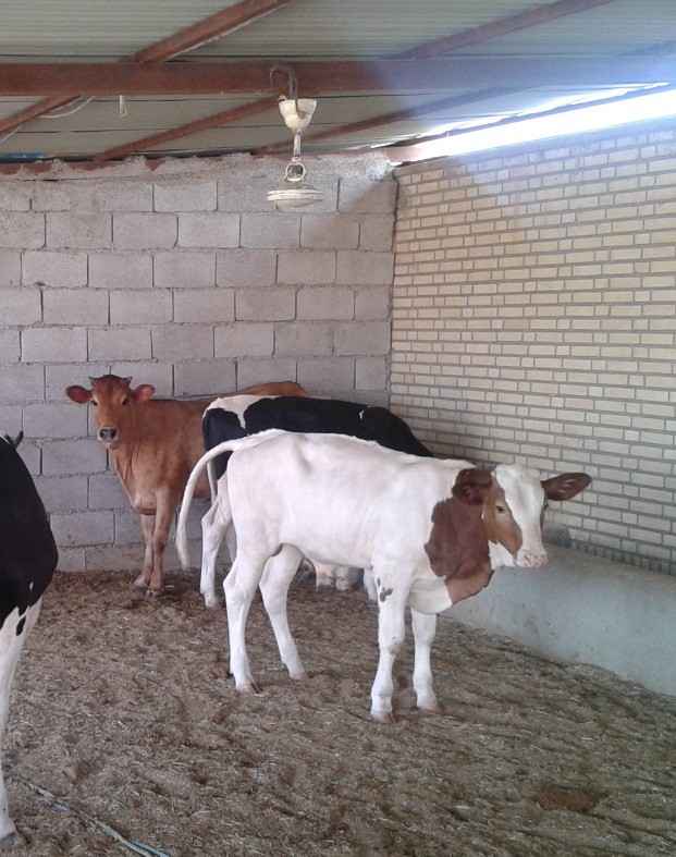 فروش گاوداری 50 رأسی در املش