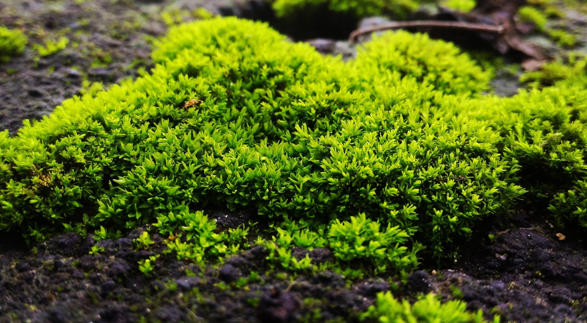 فروش پیت ماس 4 لیتری صنایع کود مارال