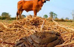 فروش کود گاوی 12 لیتری صنایع کود مارال