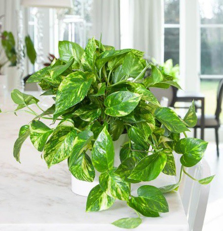 فروش کود 25 گرمی مخصوص پتوس صنایع کود مارال