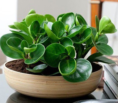 فروش کود25 گرمی مخصوص گیاهان آپارتمانی صنایع کود مارال