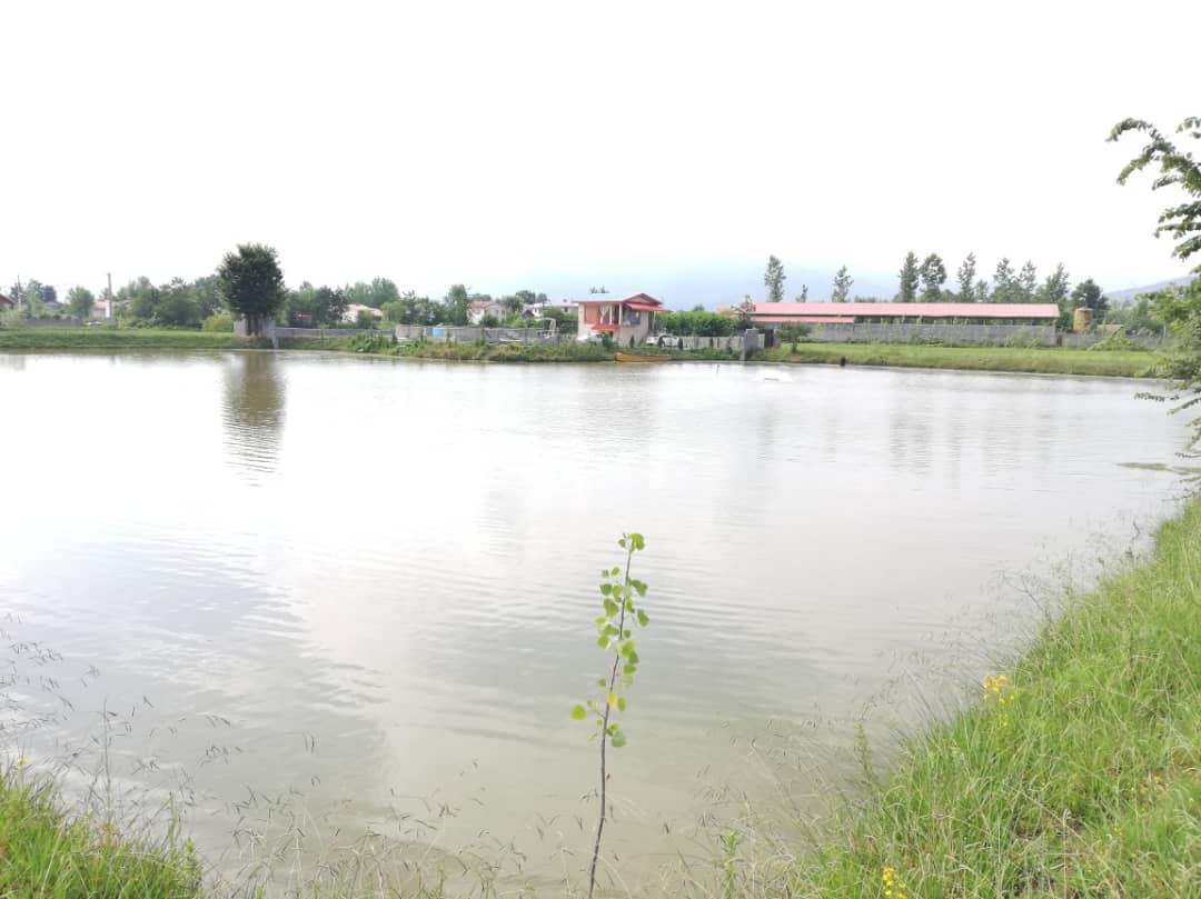 فروش استخر ماهی در سیاهکل