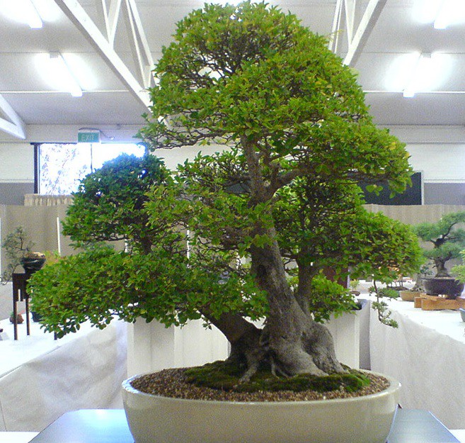 فروش کود اصلاح کننده خاک صنایع کود مارال