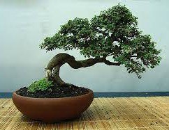 فروش کود مخصوص بن سای صنایع کود مارال