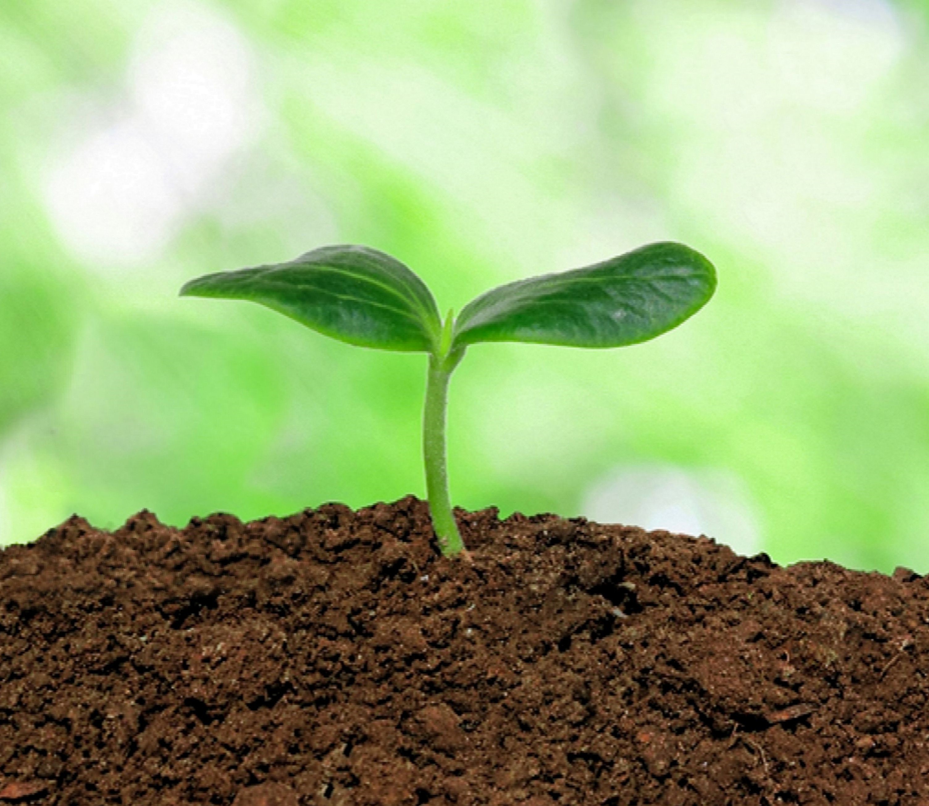 فروش کود هیومیک اسید 20 گرمی صنایع کود مارال