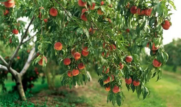 فروش کود آمینو اسید 15 گرمی صنایع کود مارال 