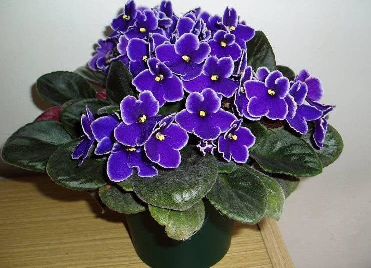 قطره مخصوص گلدهی صنایع کود مارال