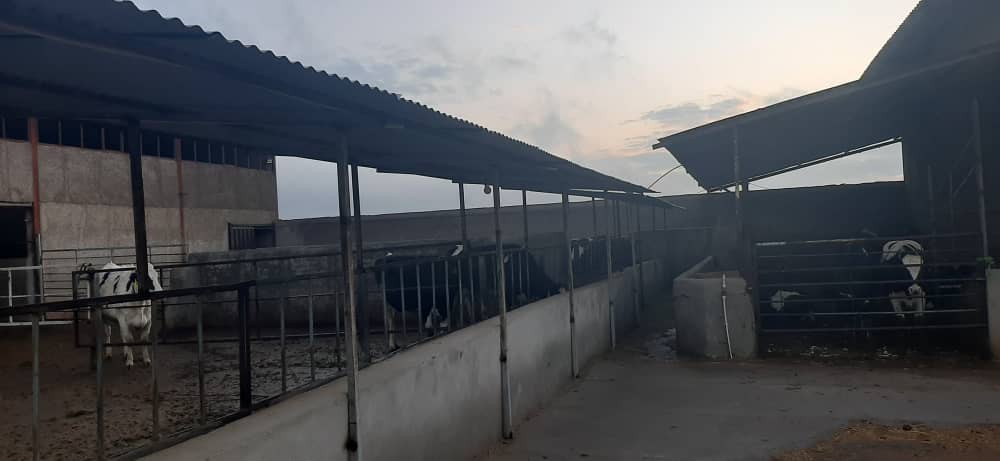 فروش دامداری 12 هزار متری در قزوین