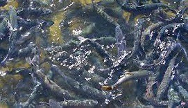 فروش استخر ماهی در رشت