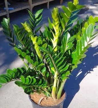 فروش خاک زاموفیلیا صنایع کود مارال 