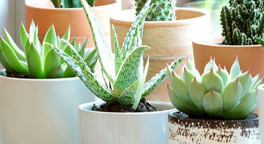 فروش خاک کاکتوس 2 لیتری