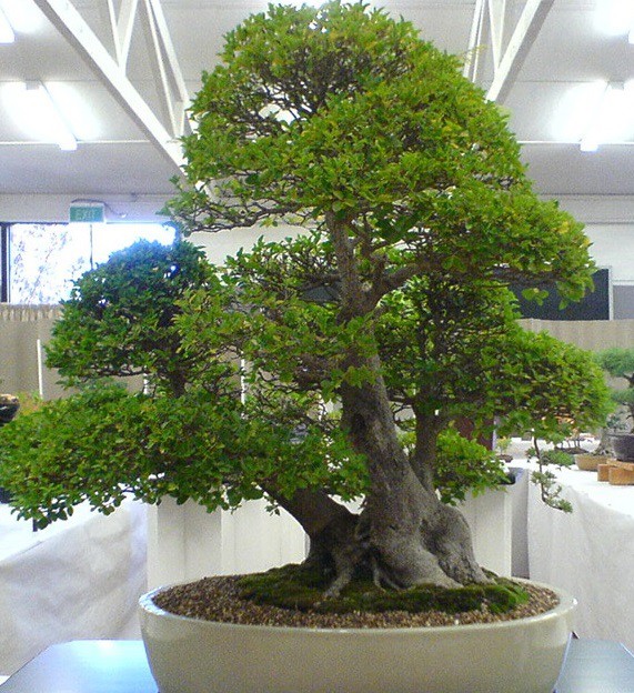 قیمت فروش خاک بن سای 4 لیتری