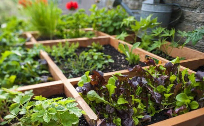 فروش خاک سبزی کاری 70 لیتری