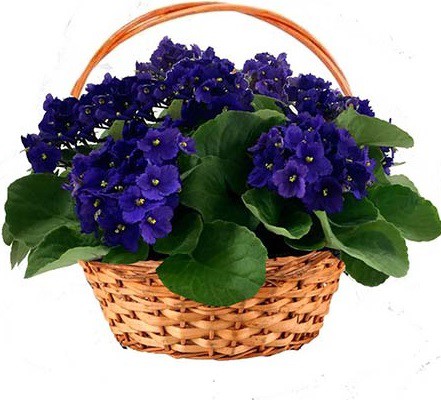 قیمت خاک بنفشه آفریقایی 4 لیتری