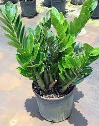 فروش خاک زامفولیا 4 لیتری