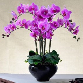 فروش خاک ارکیده 4 لیتری