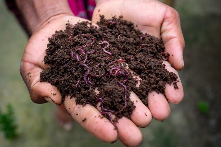 فروش ورمی کمپوست 12 لیتری