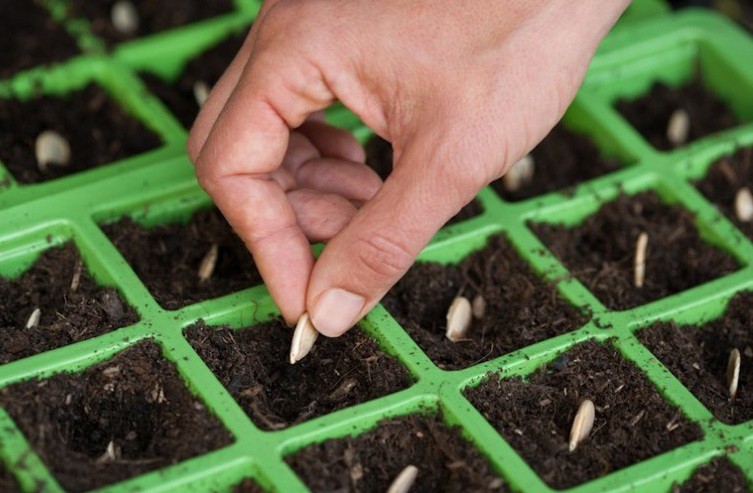 فروش خاک نشا 70 لیتری