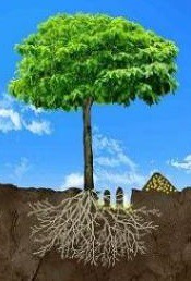 کود تزریقی به ریشه درخت