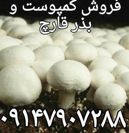 فروش کمپوست قارچ دکمه ای