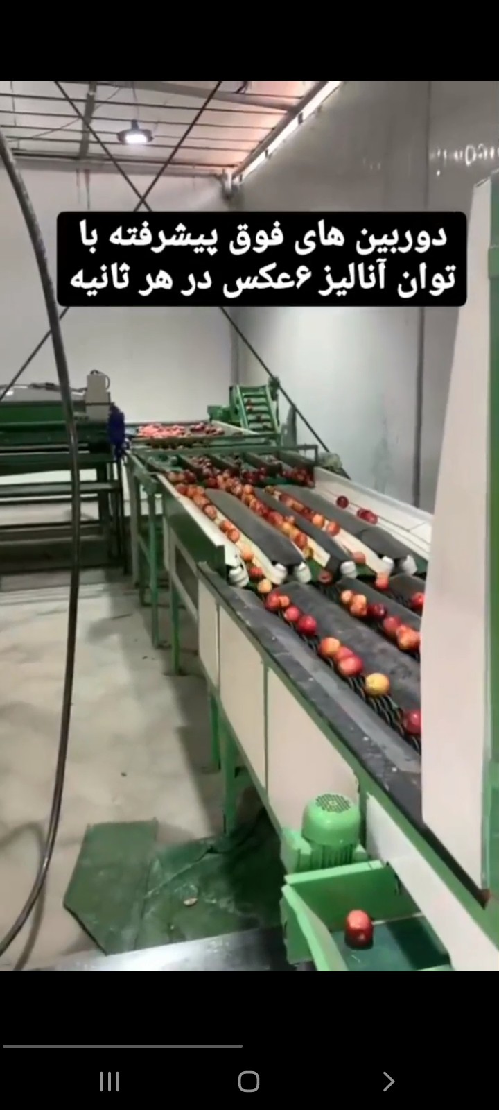 قیمت فروش خط سورتینگ میوه