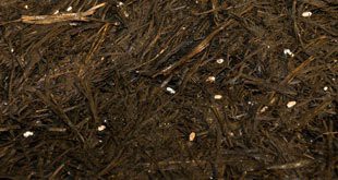 خرید ضایعات سالن قارچ