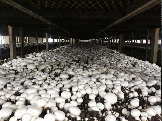 فروش فوری مزرعه کارخانه قارچ در آبیک