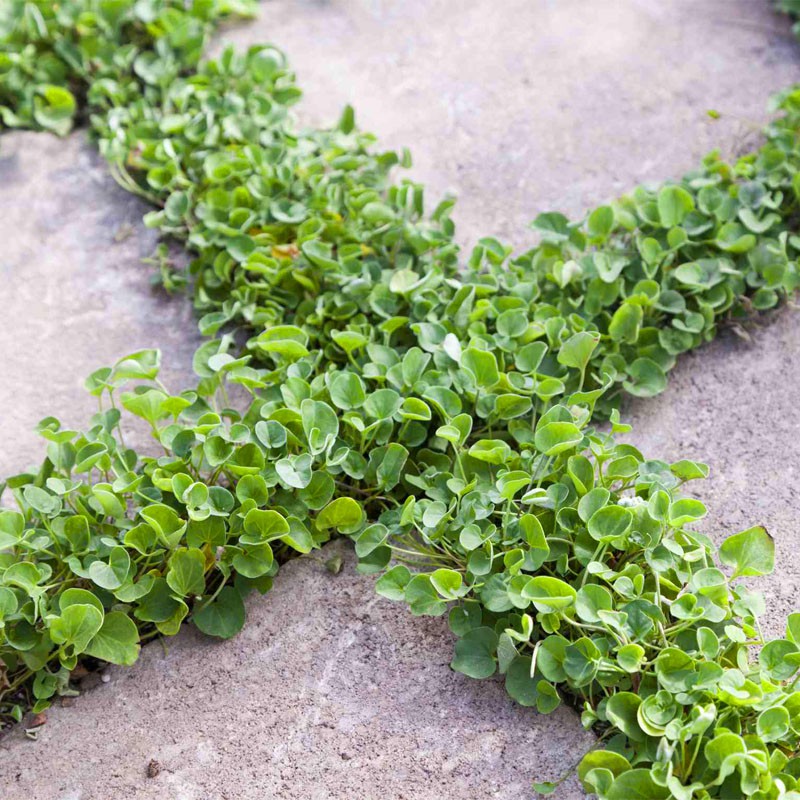 بذر شبدر دایکوندرا