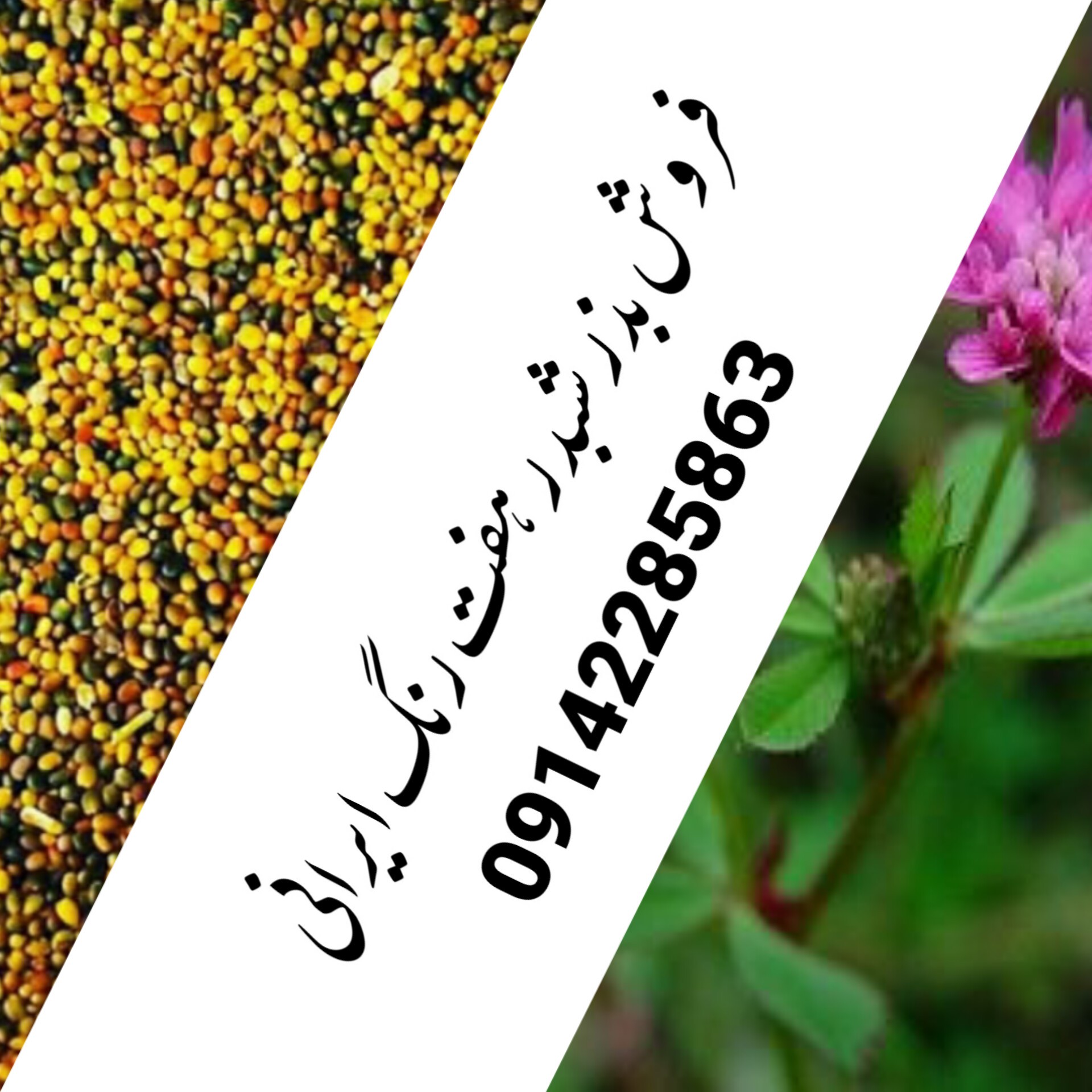 فروش بذر شبدر