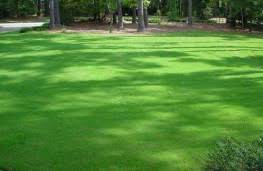 بذر چمن ، بذر چمن سوپر اسپرت هلنذی