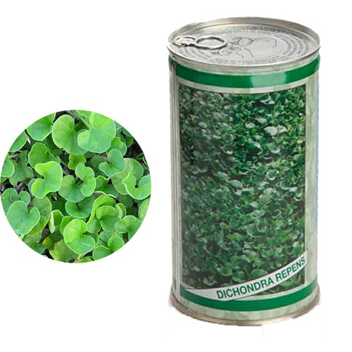 قیمت بذر چمن دایکوندرا ( بذر چمن آفریقایی )