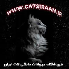 نژادهای معروف گربه های خانگی