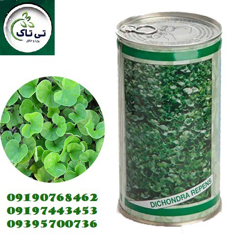 بذر چمن ، بذر دایکوندرا ، شبدر زینتی - 0919093466