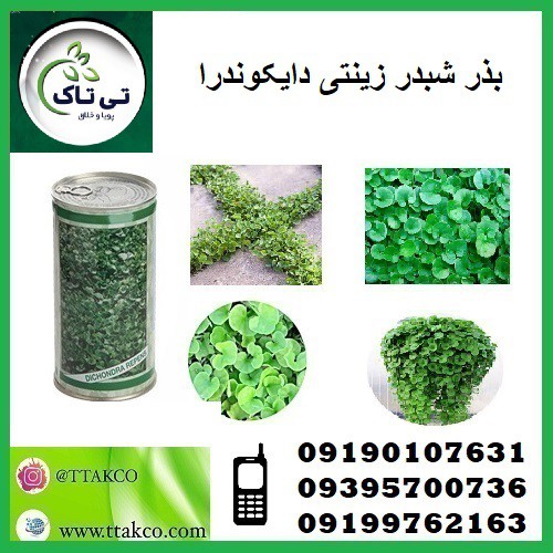 بذر چمن دایکوندرا  - 09197443453