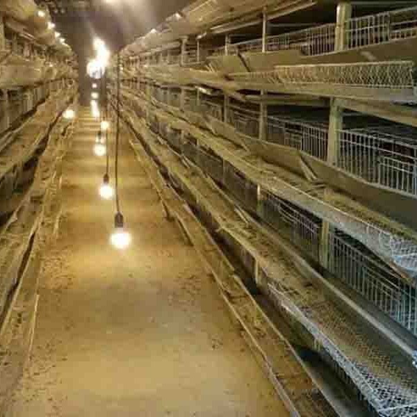 فروش کود بلدرچین باکیفیت