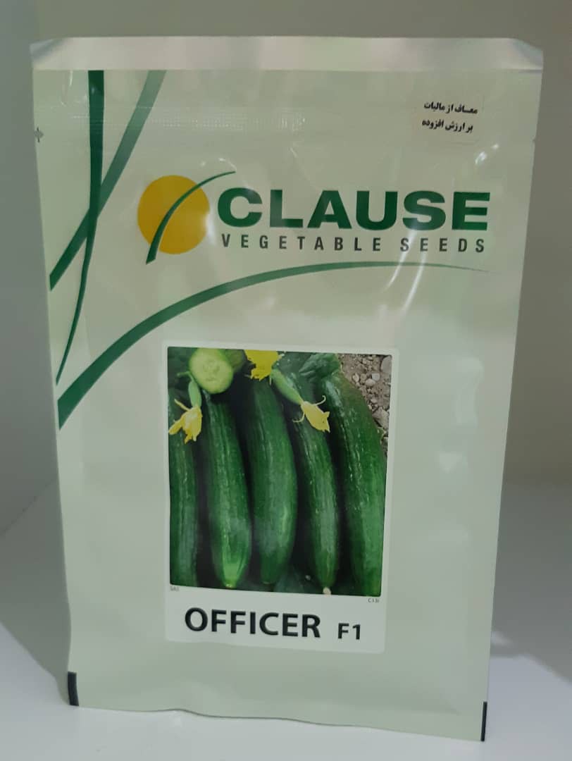 بذر خیار افیسر