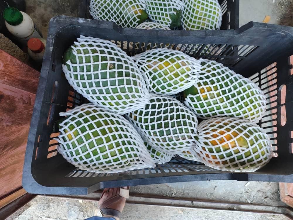 فوم توری پلی اتیلن | فوم توری میوه 09190960017