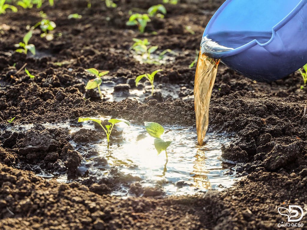 شیرابه کود کبوتر چیست ؟