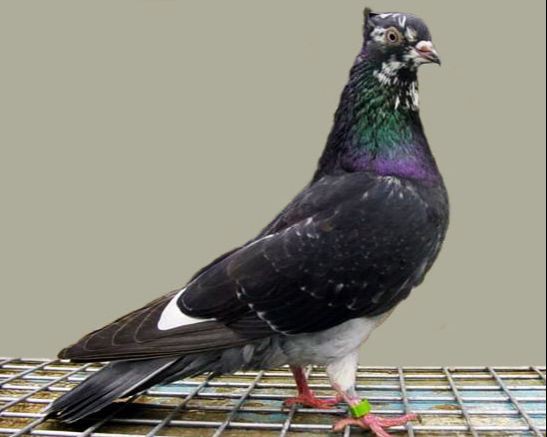 مشاور کود کبوتر رایگان