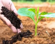 میزان و نحوه کود دهی کمپوست کود کبوتر