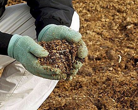 مضرات مصرف بیش از حد کود کبوتر چیست ؟