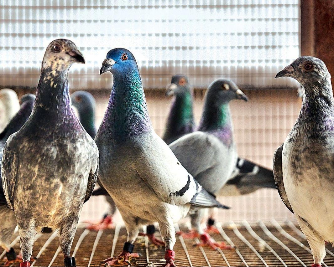 کبوتر خانگی چیست؟