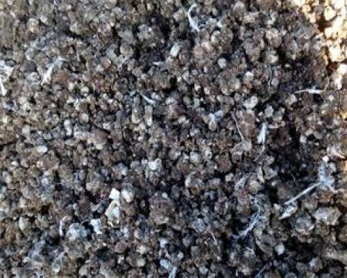 خرید کود کبوتر در قم