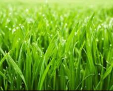 کود کبوتر برای چمن